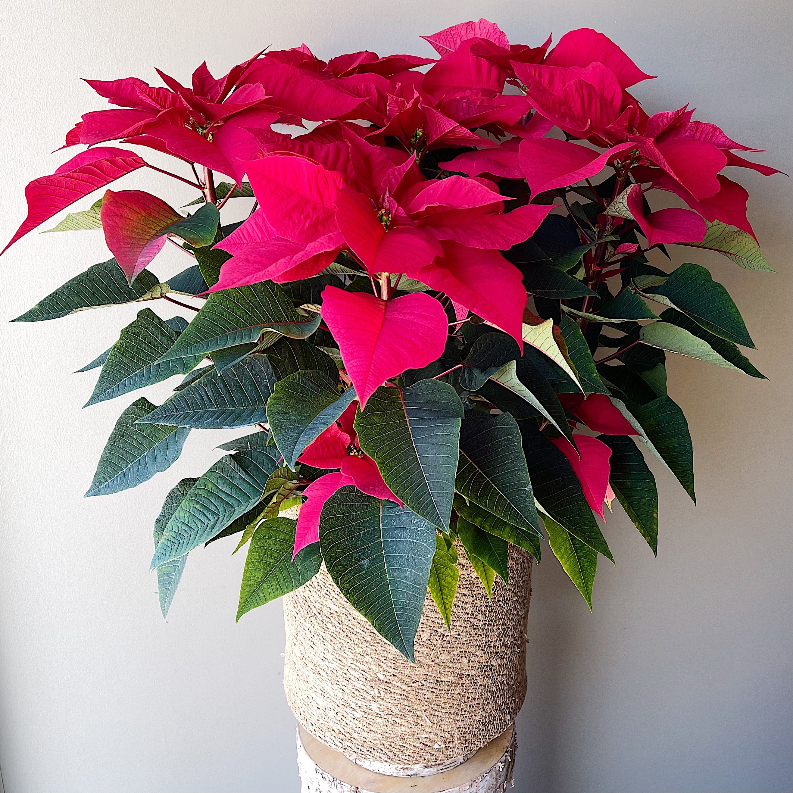 Red Poinsettia 10"