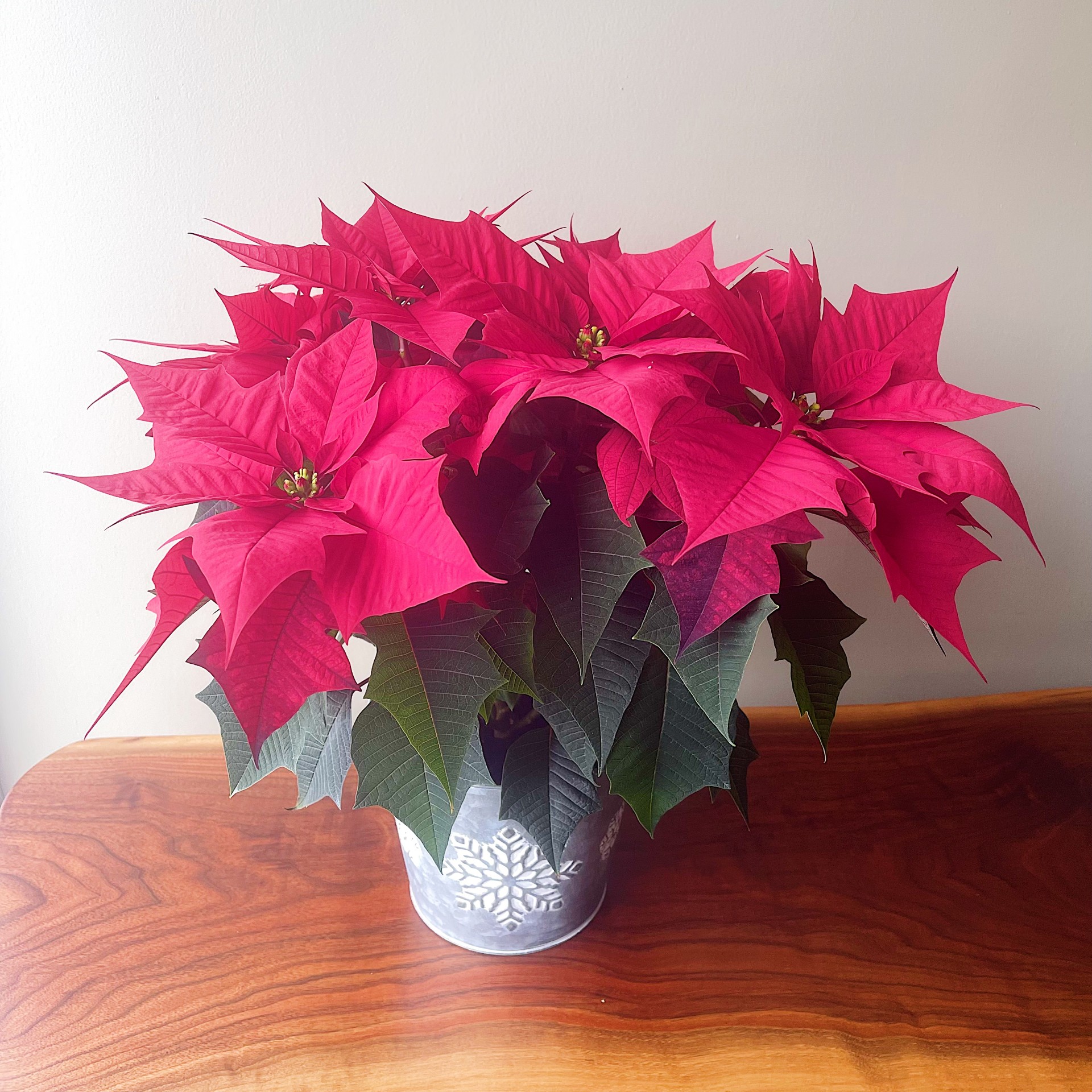 Red Poinsettia