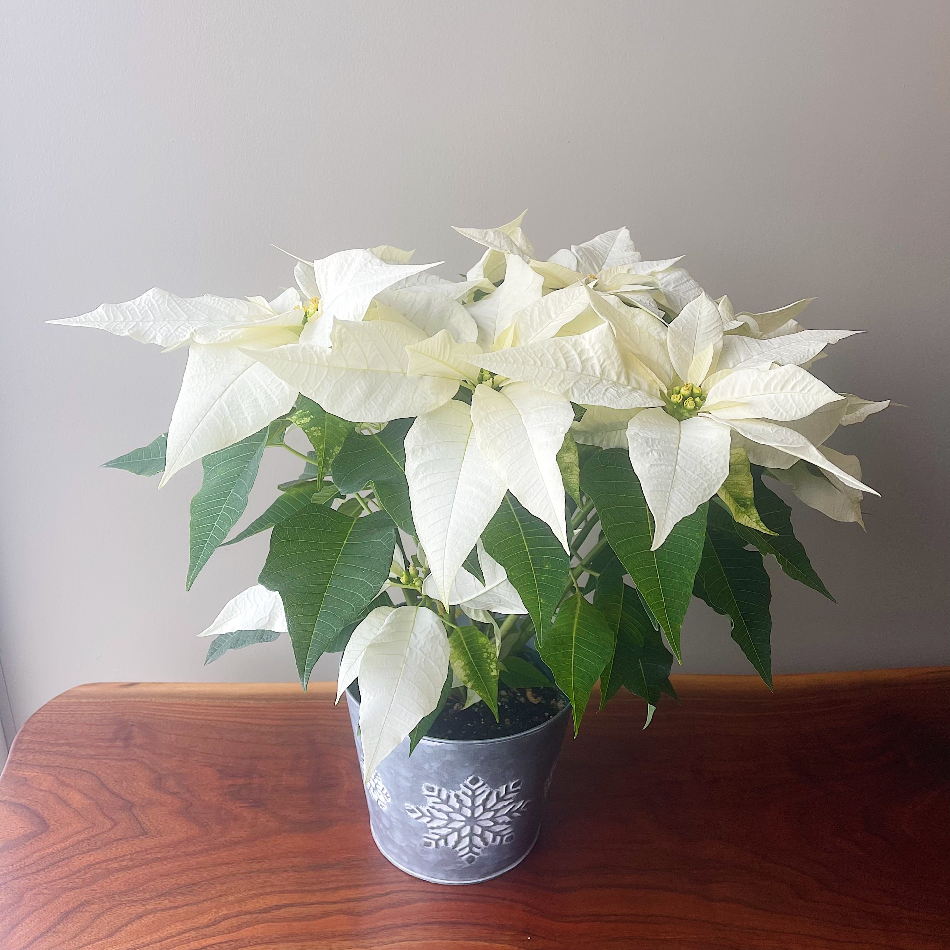 White/Cream Poinsettia