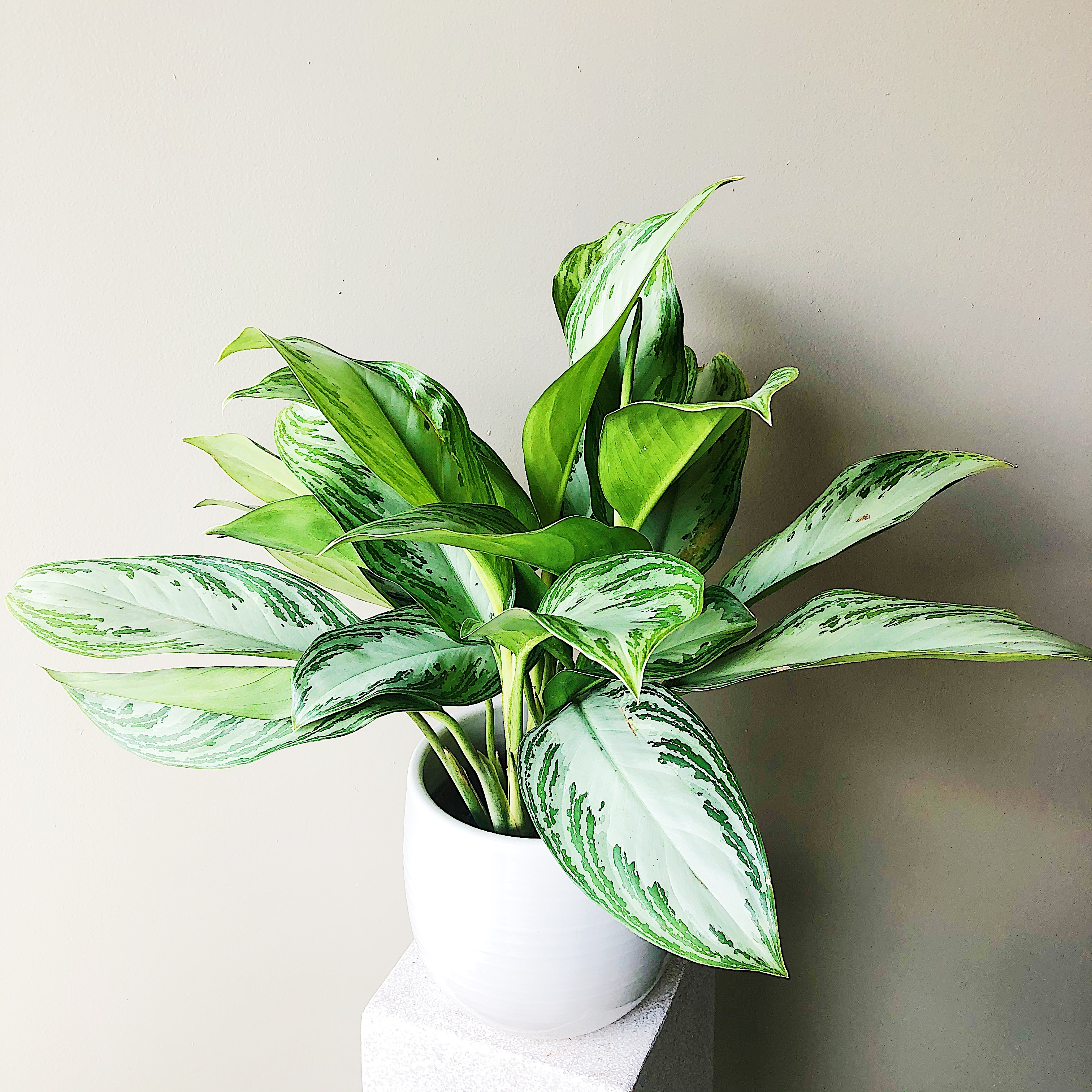 chinese evergreen flowers