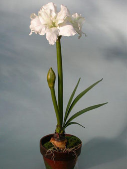 Amaryllis