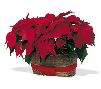 Double Poinsettia Basket