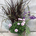 Fall Annual Planter