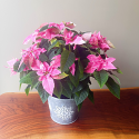 Pink Poinsettia