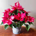 Bicolor Red Poinsettia